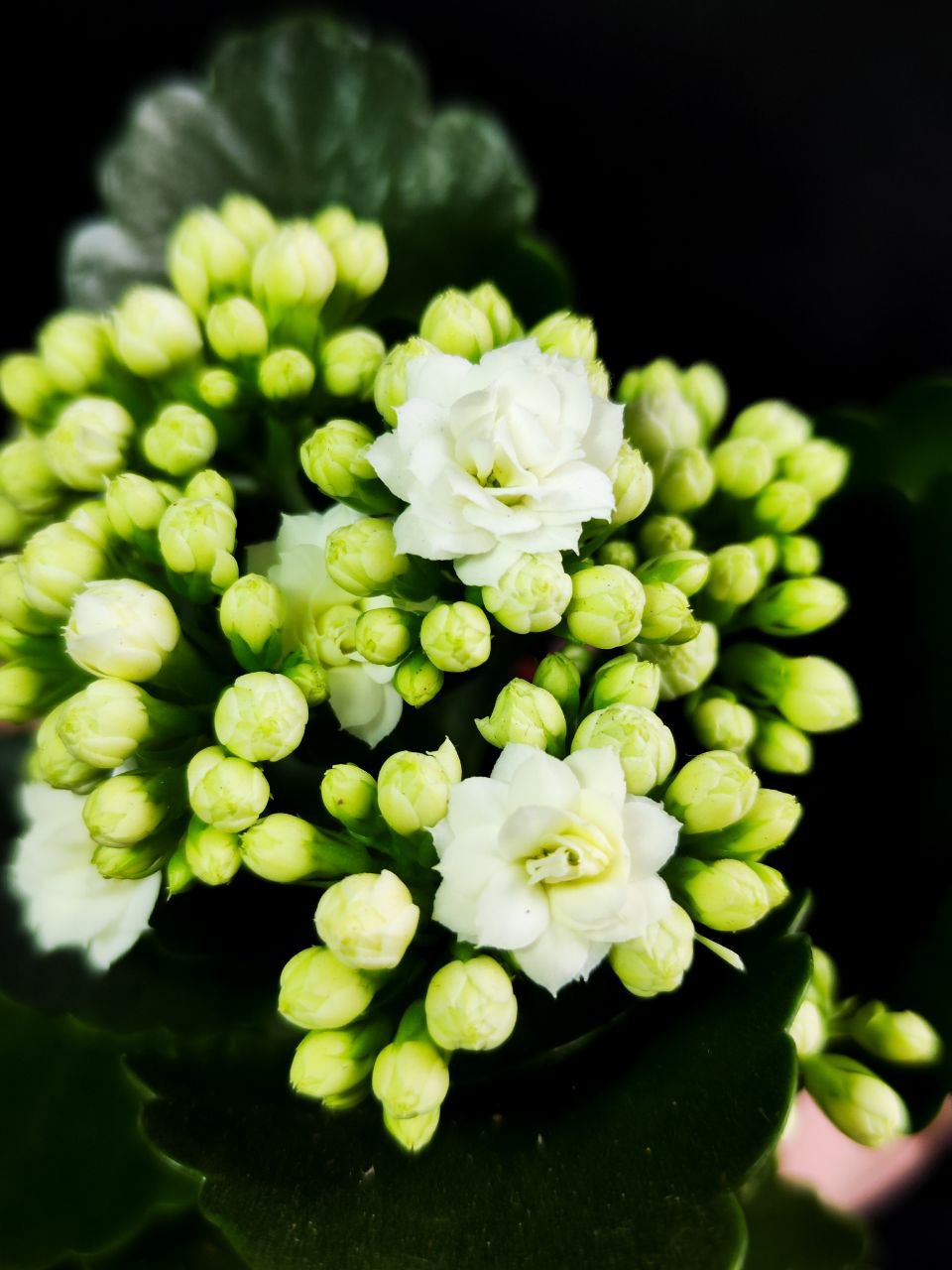 Каланхоэ Розалина Белая (Kalanchoe Rosalina White) D6см
