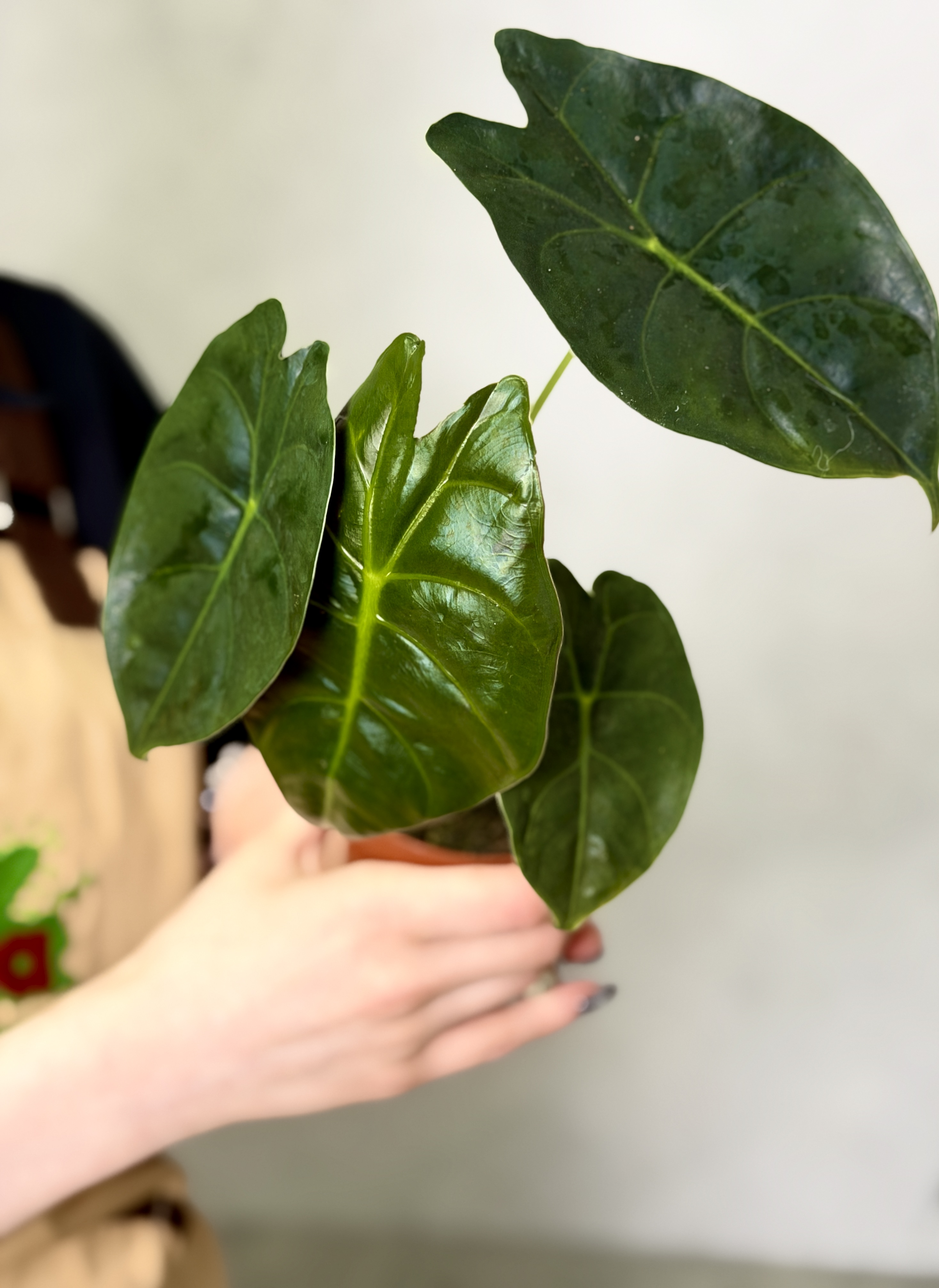 Алоказия Голден Бонни (Alocasia Golden Bone) D8см