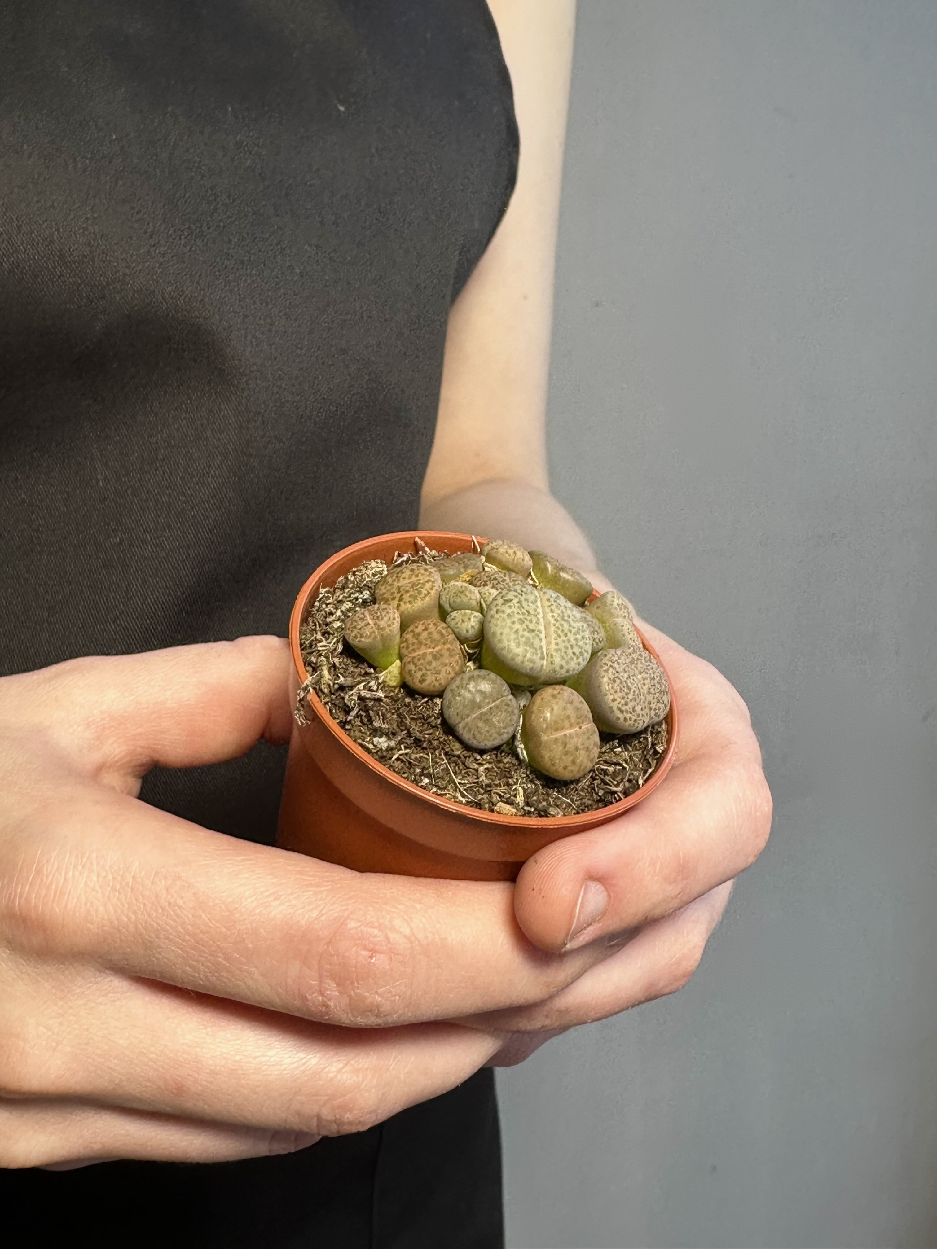 Литопсы Микс (Lithops Mix) D5см