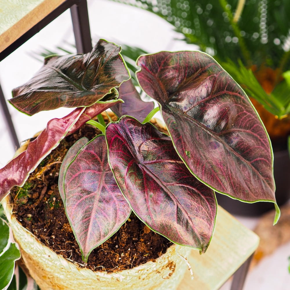 Алоказия Азлани (Alocasia Azlanii) D6см