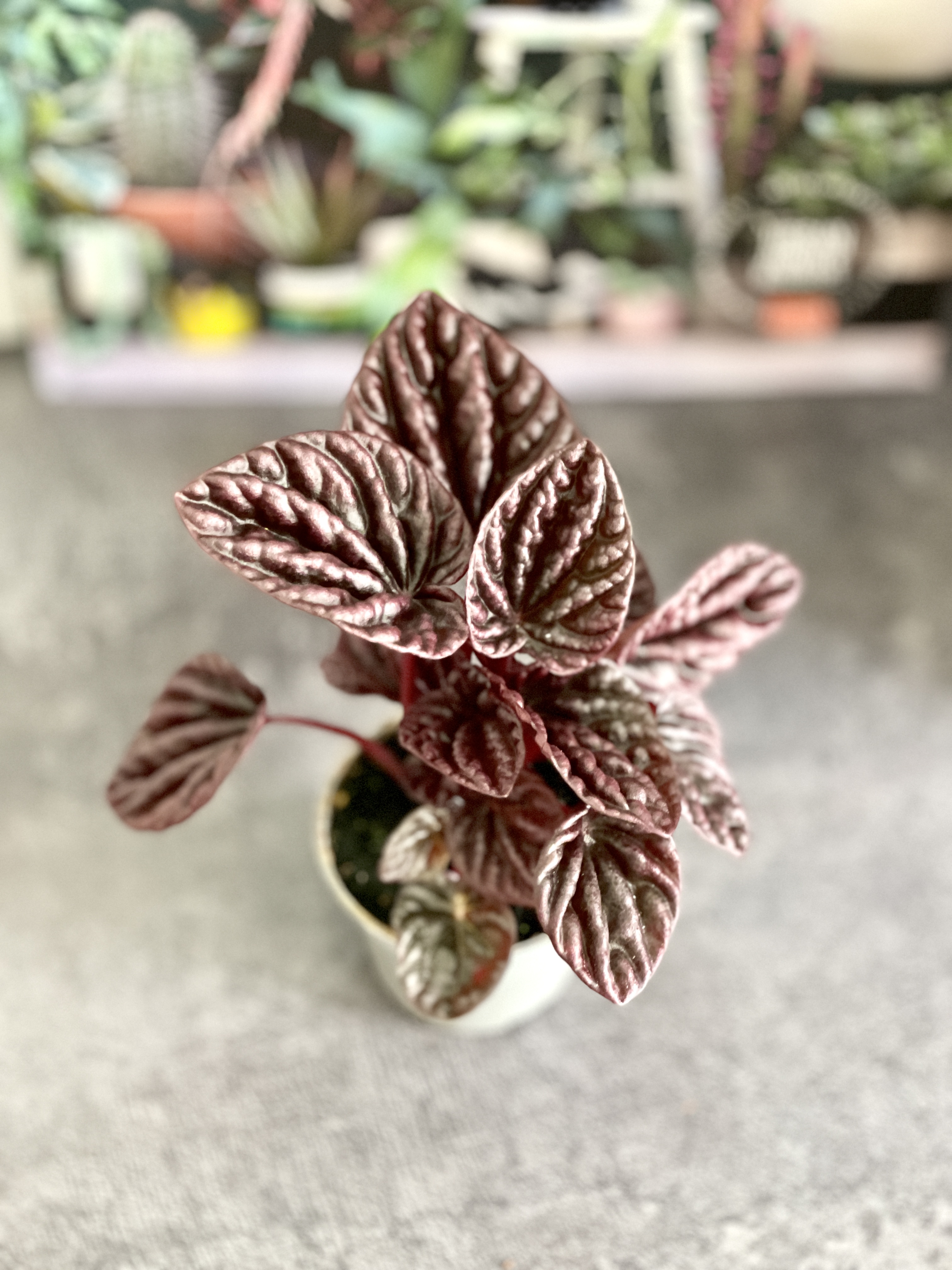 Пеперомия Каперата Ред Луна (Peperomia Caperata Luna Red) D5см