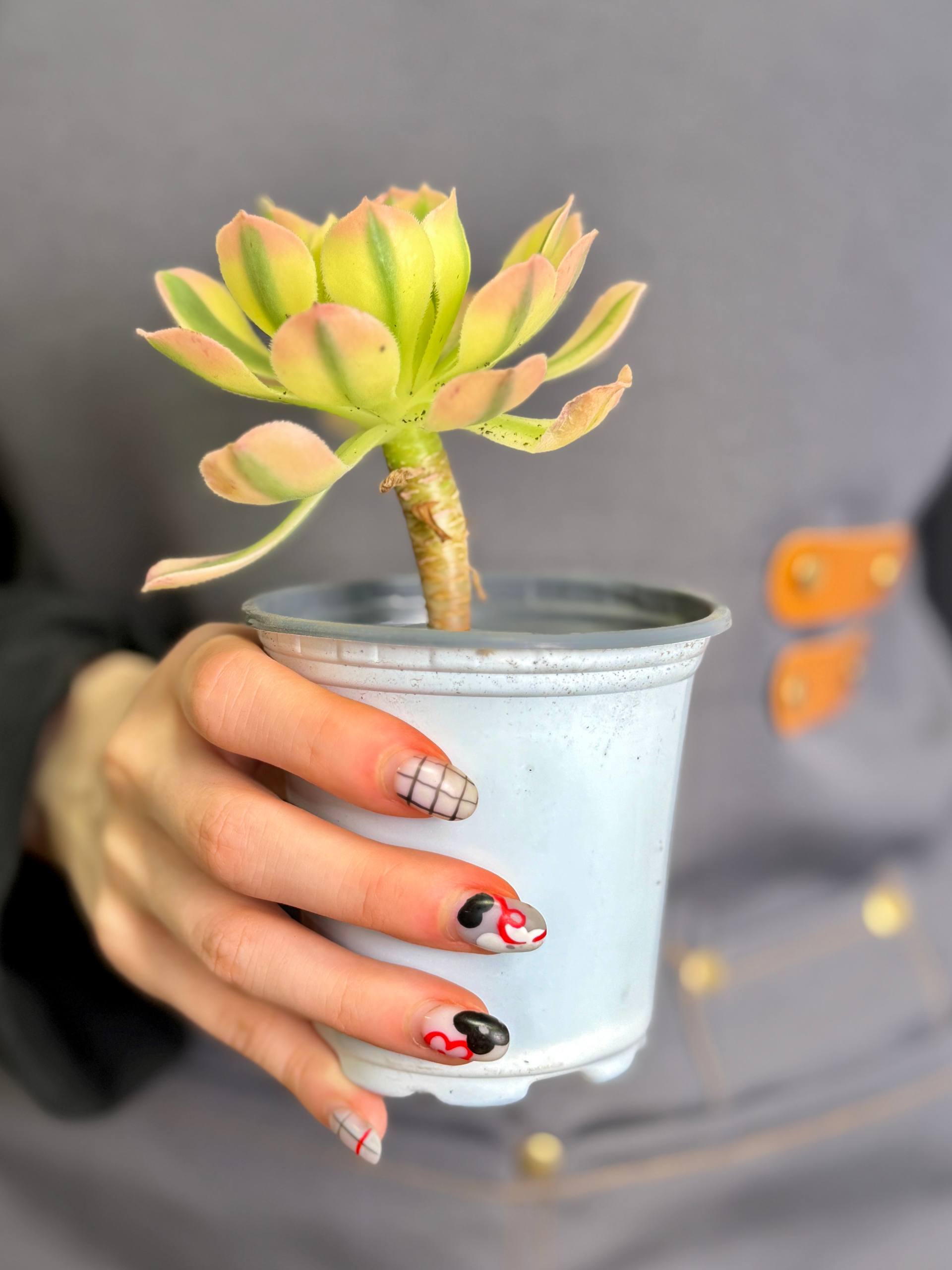 Эониум Майбах Вариегатный (Aeonium Maybach Variegated) D9см