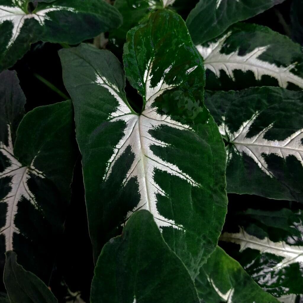 Сингониум Вендланда (Syngonium Wendlandii) D6см