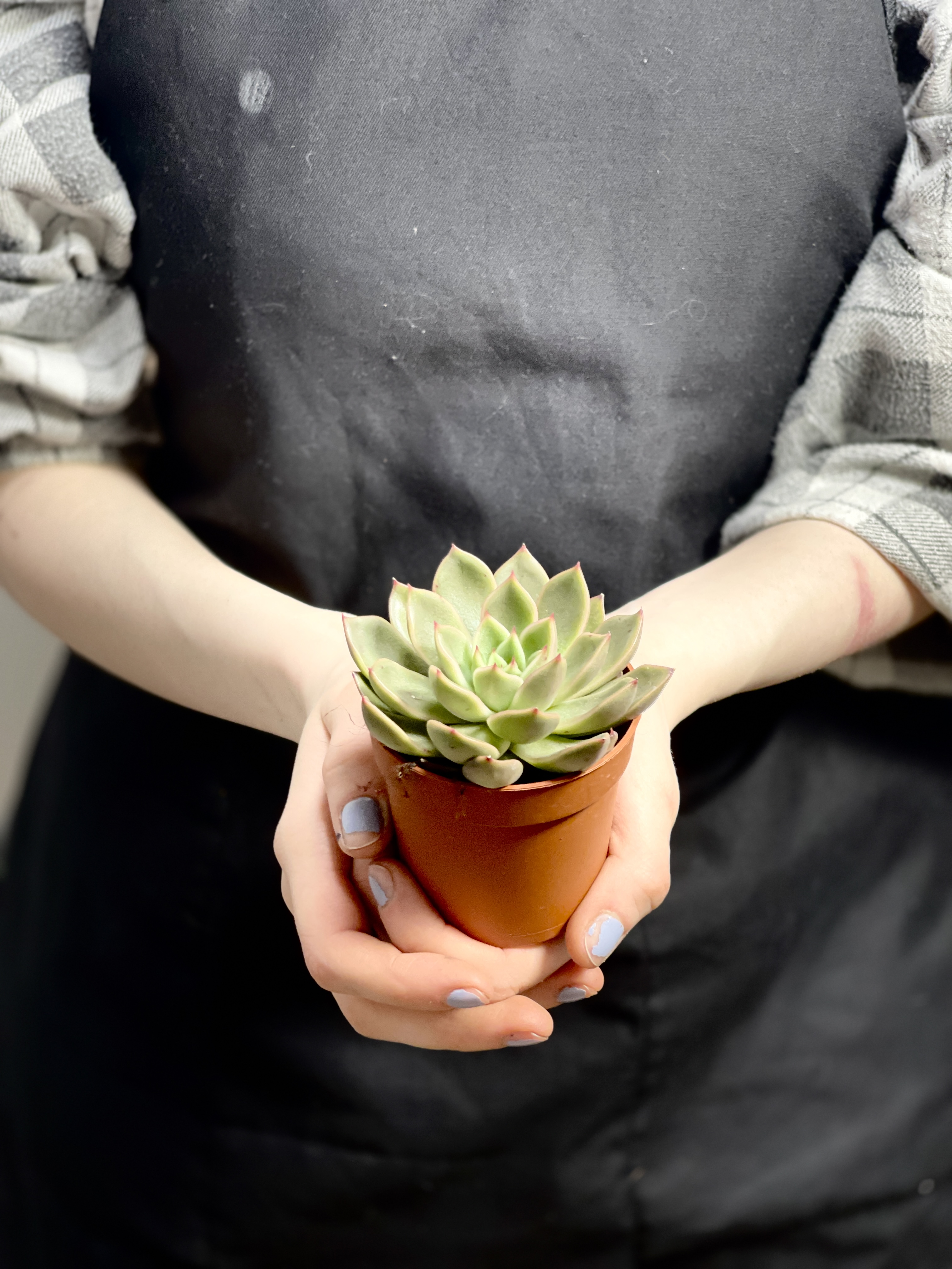 Эхеверия Мира (Echeveria Agavoides Mira) D5см