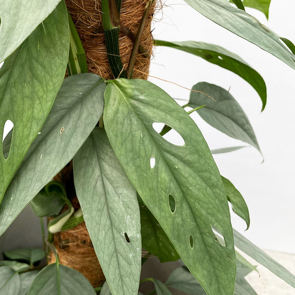 Эпипремнум Себу Блю (Epipremnum Pinnatum Cebu Blue) D12см