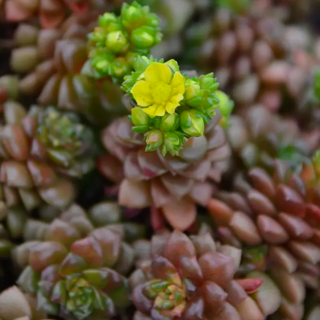 Граптоседум Литтл Джимми (Graptosedum Little Gimmie) D5см