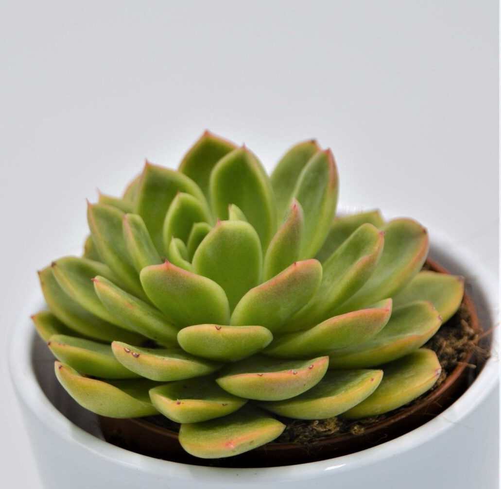 Эхеверия Гилва Грин (Echeveria Gilva Green) D5см