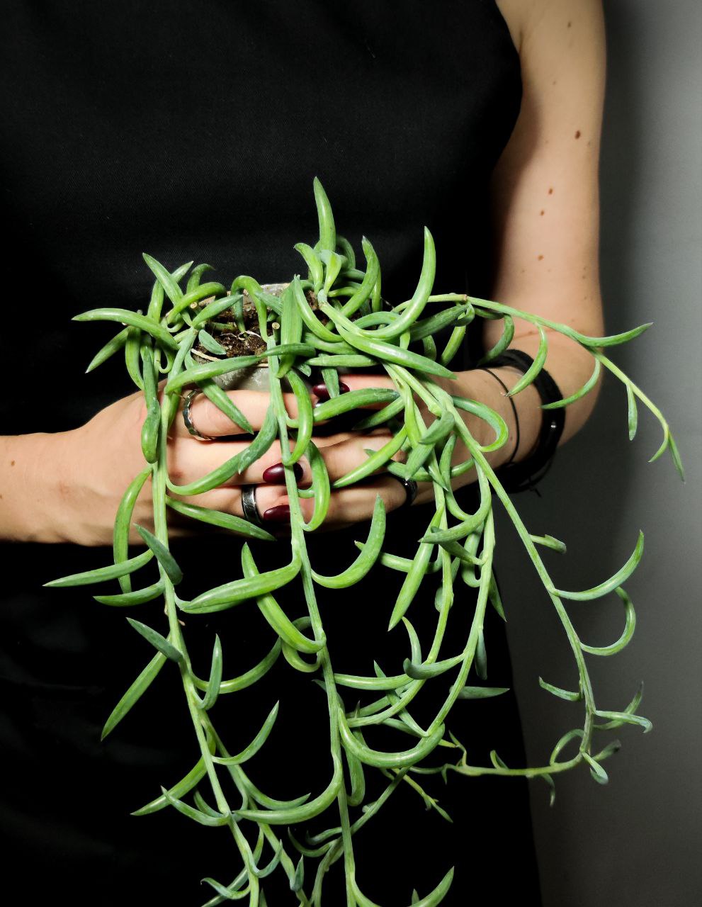 Крестовник "Рыболовные Крючки" (Senecio String of Fishhooks) D8,5см