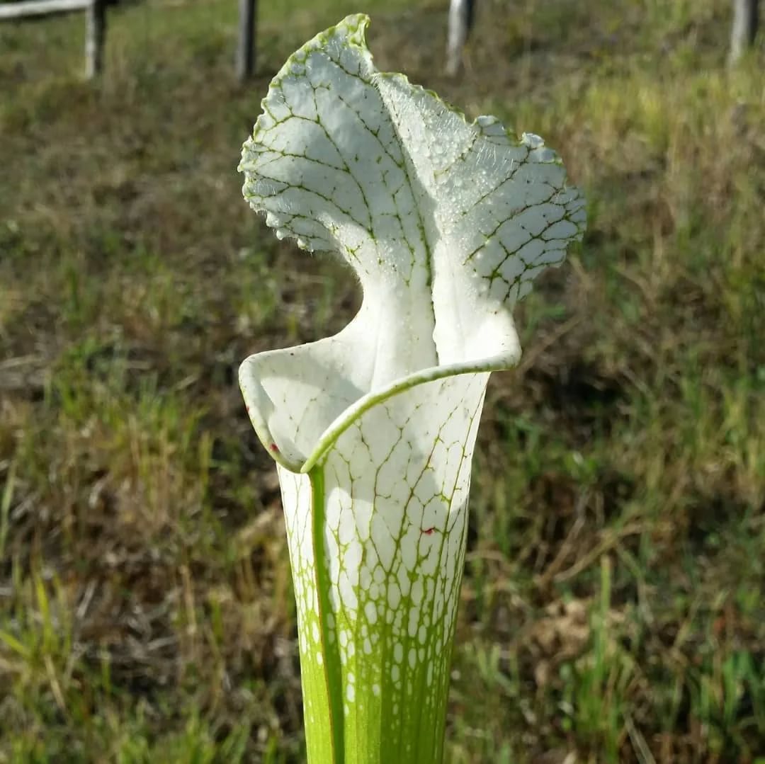 Семена Саррацении Лейкофилла Белая (Leucophylla var. Alba) от 20 шт