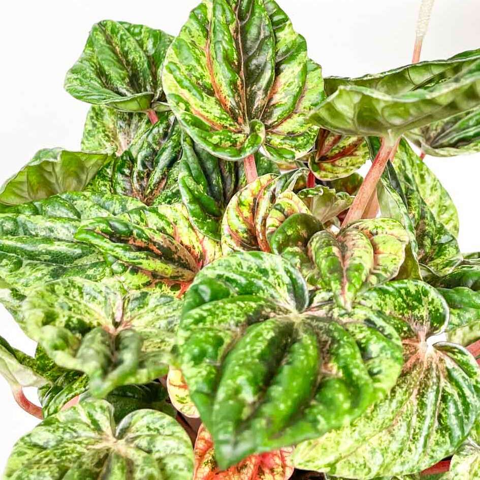 Пеперомия Хелиос Вариегатная (Peperomia Helios Variegata) D11см