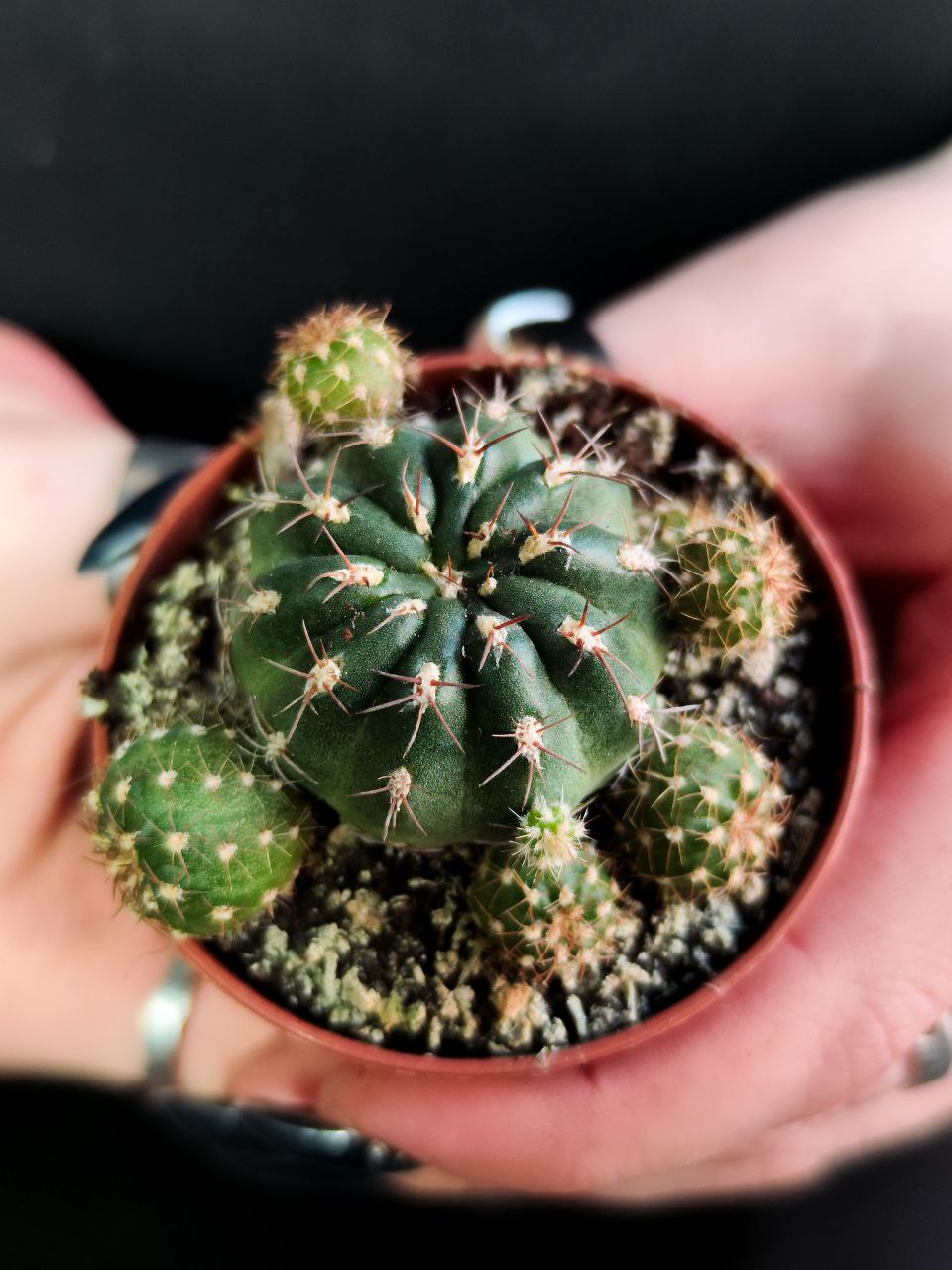 Кактус Матукана Польци (Cactus Matucana Polzii) D5см