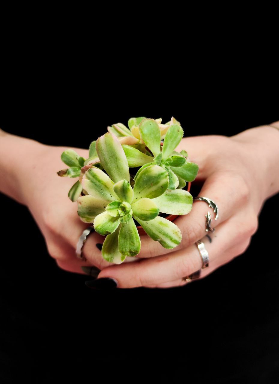 Эониум Вариегатный (Aeonium Variagata) D5см