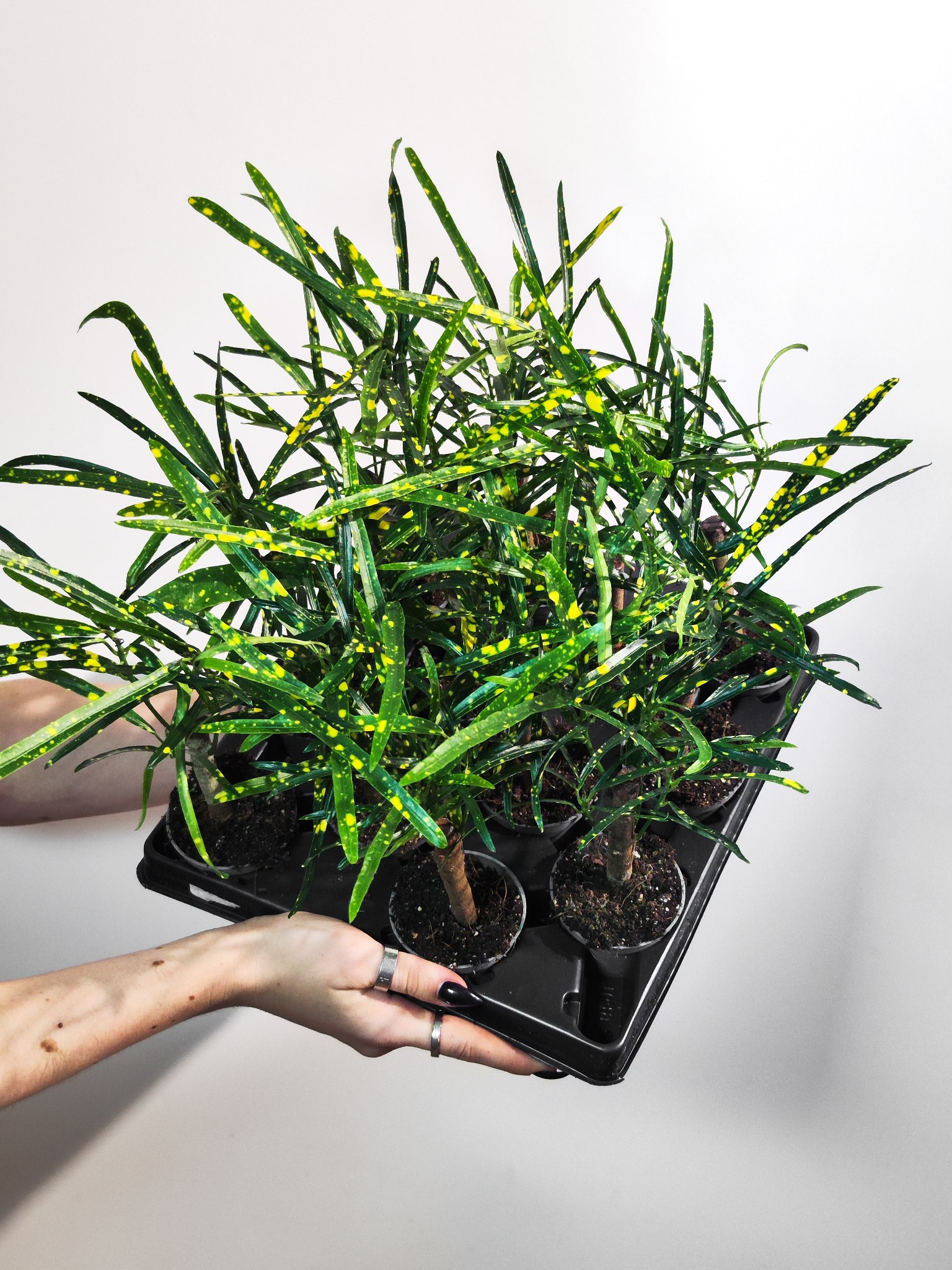 Кодиеум Пиктум (Codiaeum Pictum) D6см