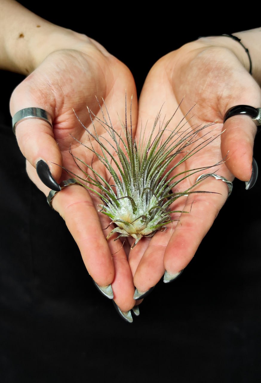 Тилландсия Ионанта Вайт (Tillandsia Ionantha White)