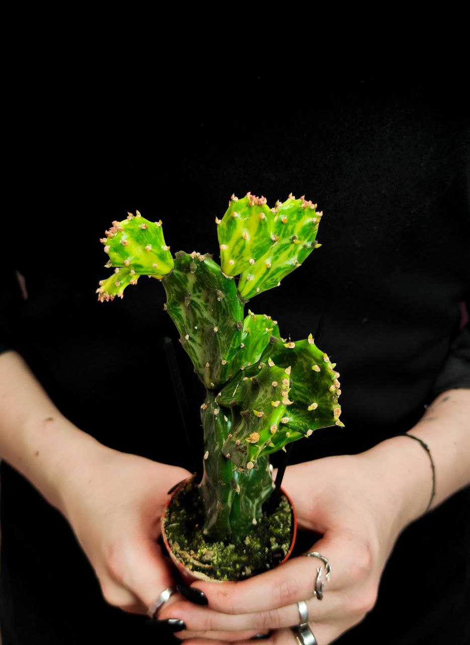 Опунция Ямайская Вариегатная (Opuntia Jamaicensis Variegata Ghost) D6см