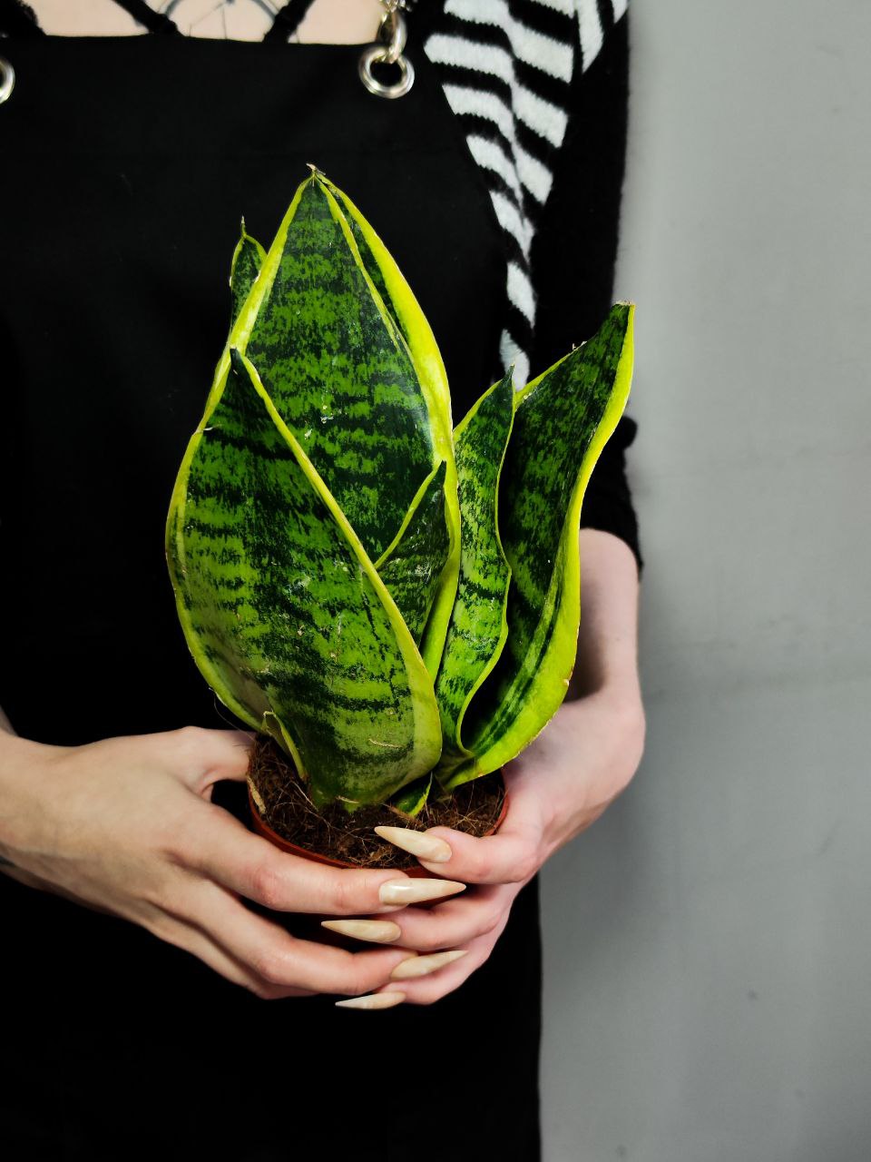 Сансевиерия Футура Суперба (Sansevieria Futura Superba) D9см