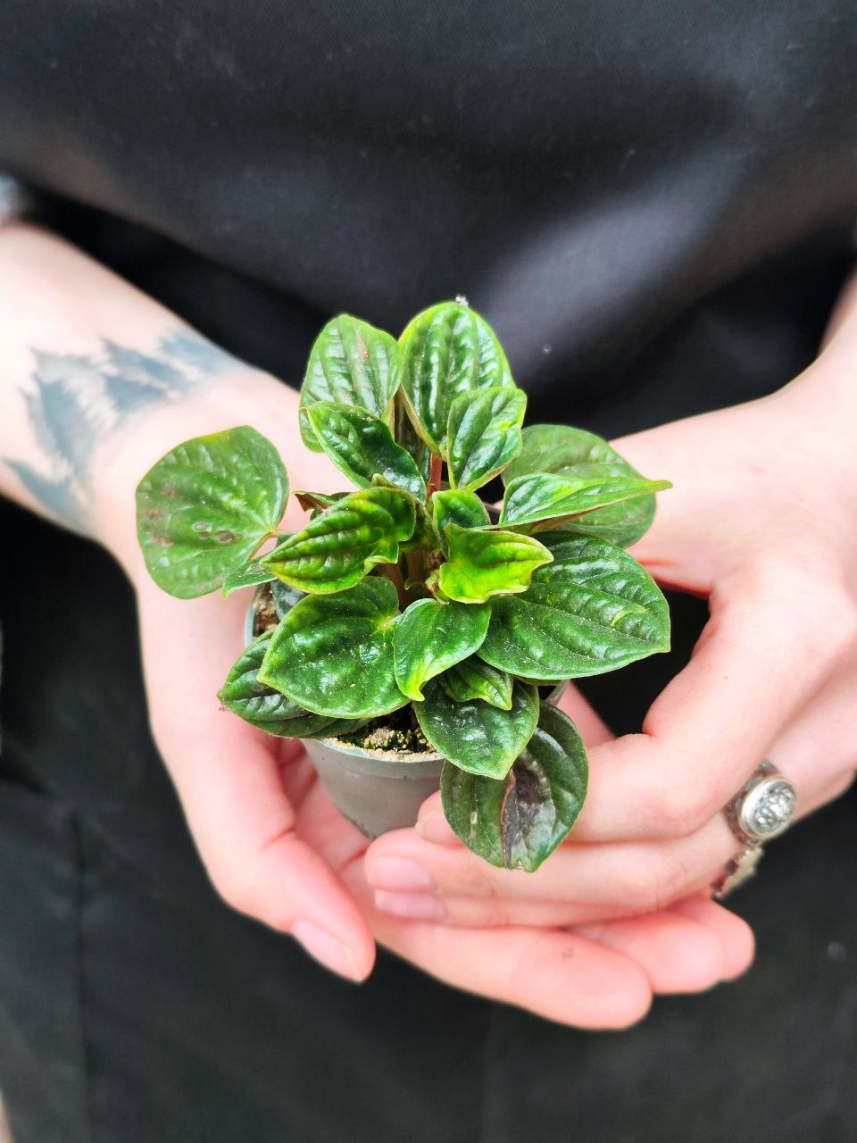 Пеперомия Амазоникас (Peperomia Amazonicas) D5см