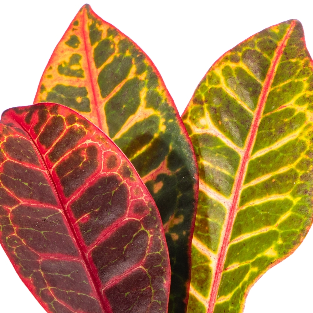 Кодиеум Петра (Codiaeum Petra) D6см