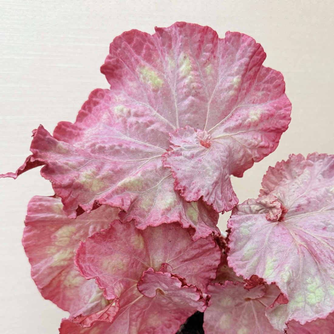 Бегония Розовая Пантера (Begonia Pink Panther) D8см
