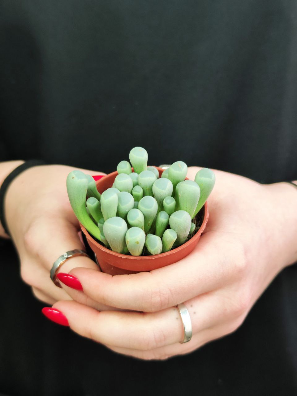 Фенестрария Булаволистная Ропалофилла (Fenestraria Rhopalophylla) D5см