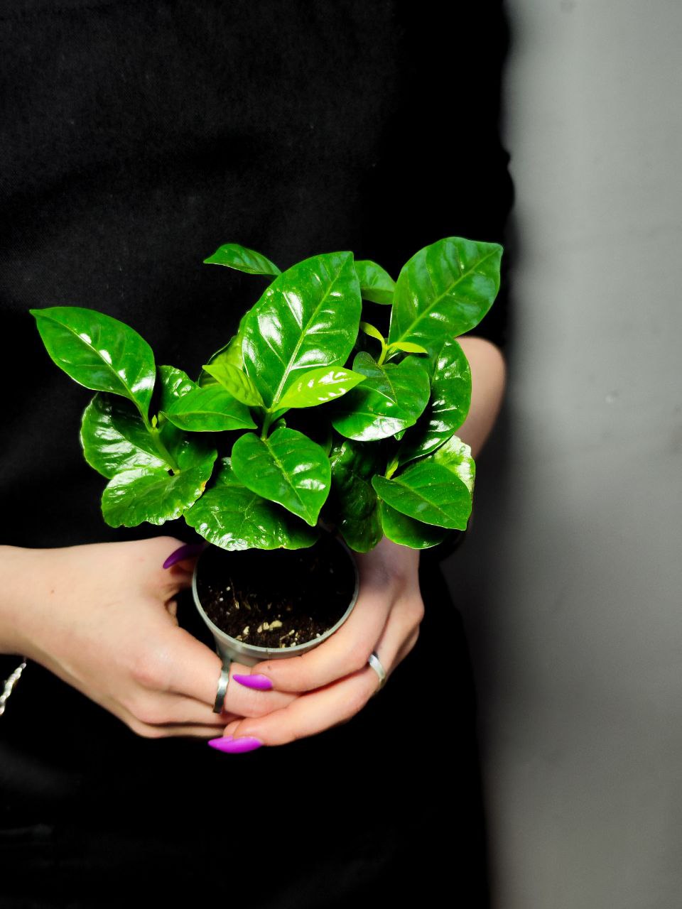 Кофейное Дерево Арабика (Coffea Arabica) D6см