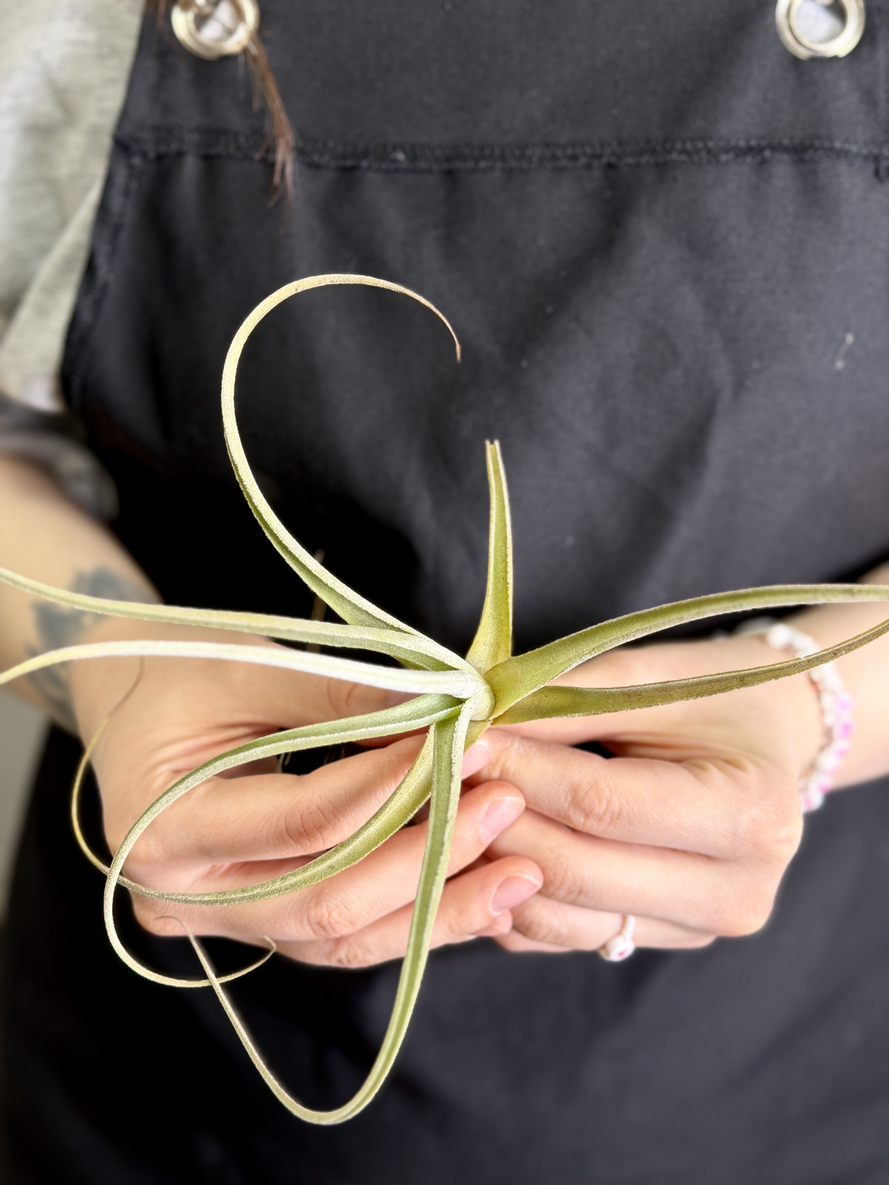 Тилландсия Эксерта Фацикулата (Tillandsia Exserta x Fasciculata)