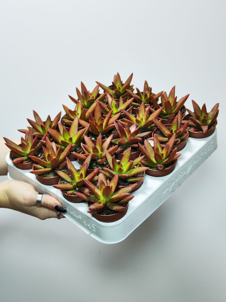 Седум Адольфа Ред (Sedum Adolphii Red) D5см