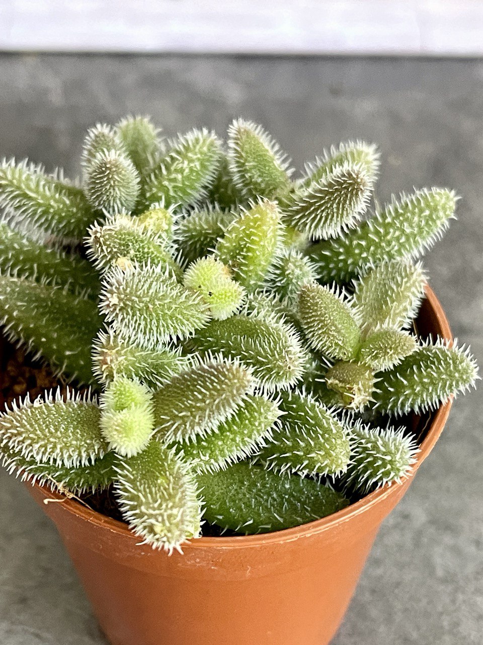 Делосперма Эхинатум (Delosperma Echinatum) D5см
