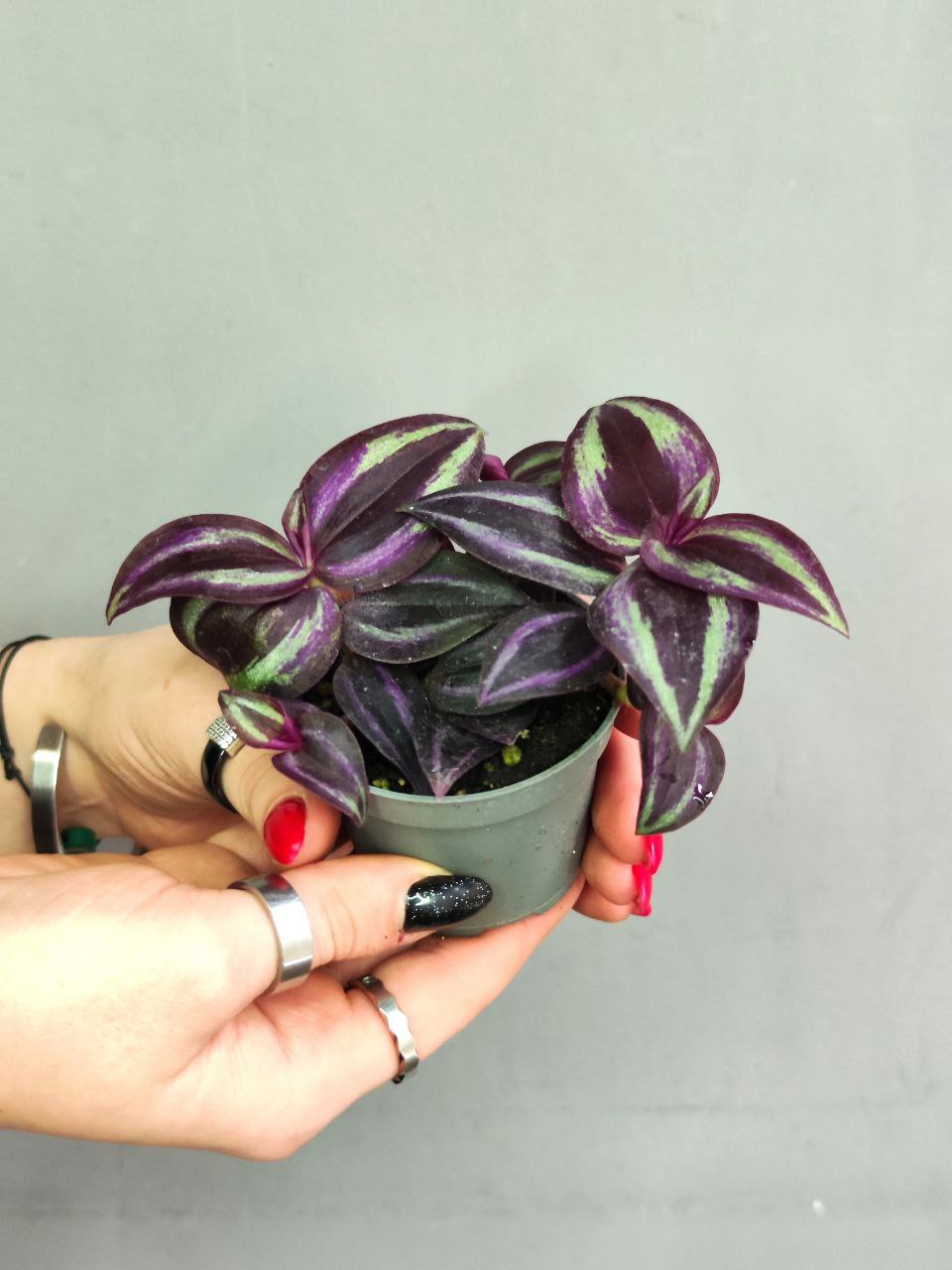Традесканция Пурпл Джой (Tradescantia Purple Joy)  D6см