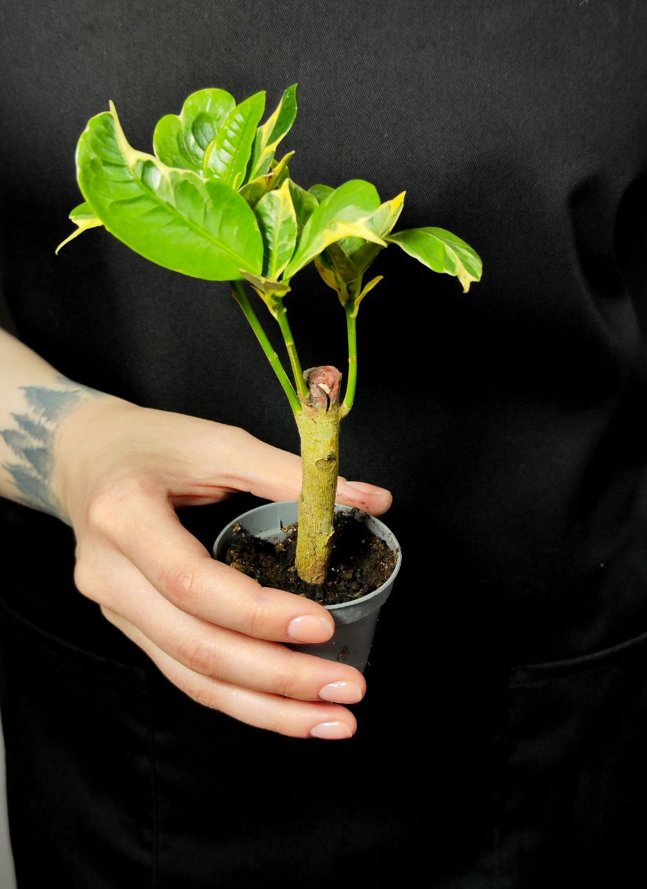 Кодиеум (Кротон) Эбурнеум (Codiaeum Eburneum) D6см