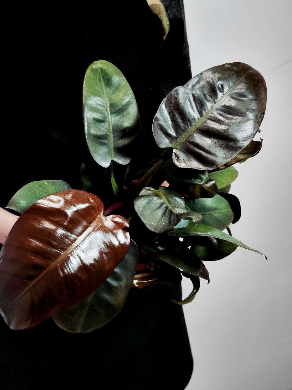 Филодендрон Блэк Кардинал (Philodendron Black Cardinal) D12см