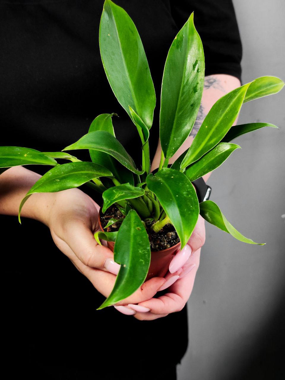 Филодендрон Марциуса (Philodendron Martianum) D8см