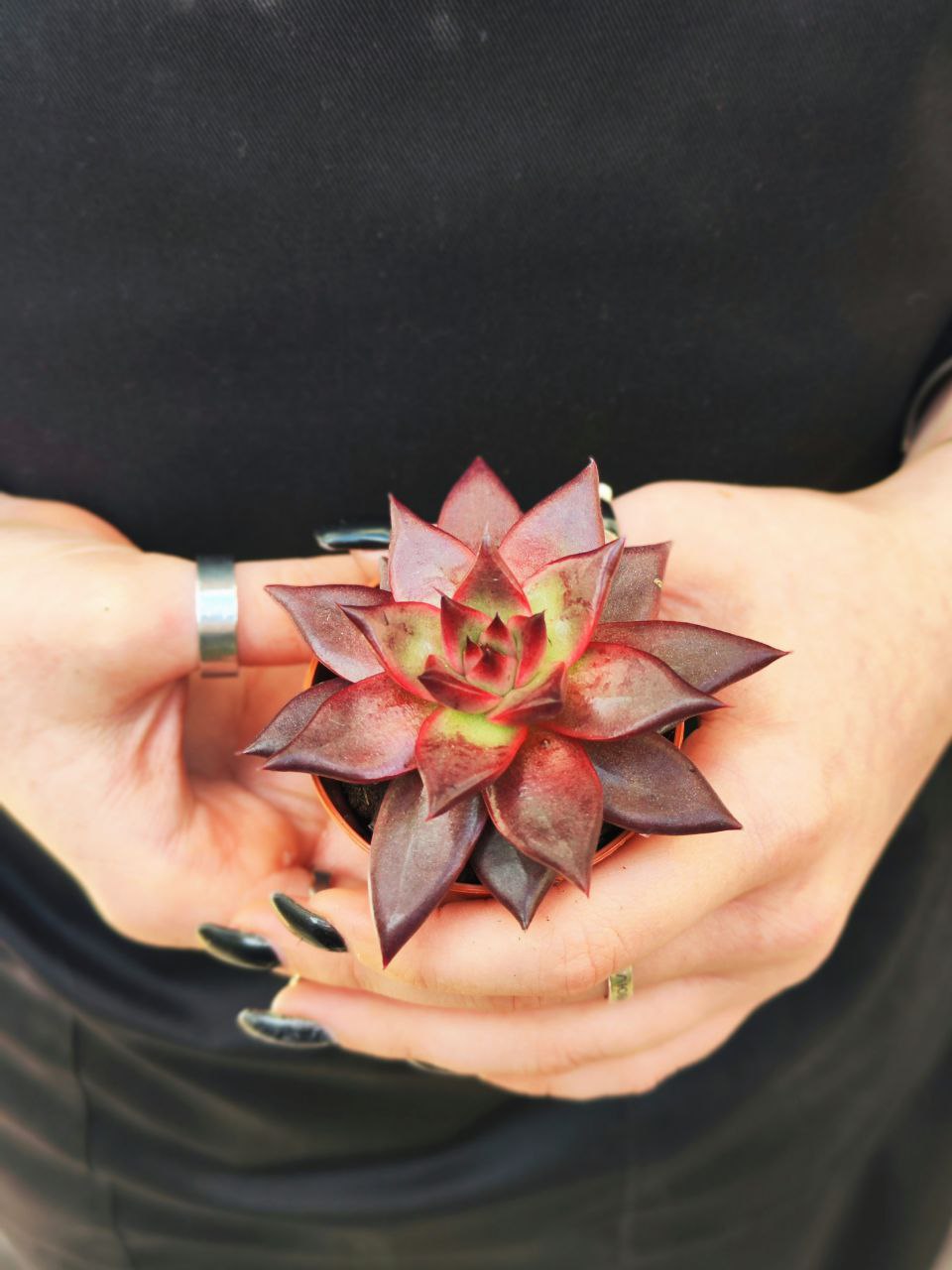 Эхеверия Марс Галакси (Echeveria Mars Galaxy) D5см