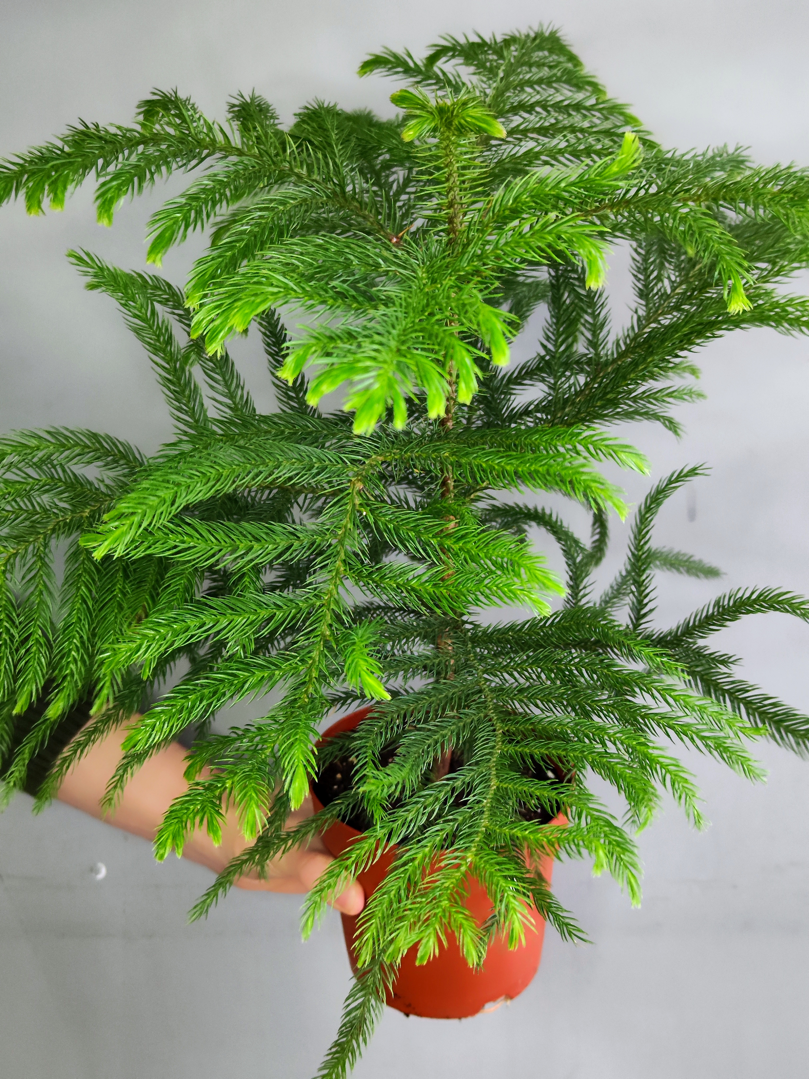 Араукария Разнолистная (Araucaria Heterophylla) D14см