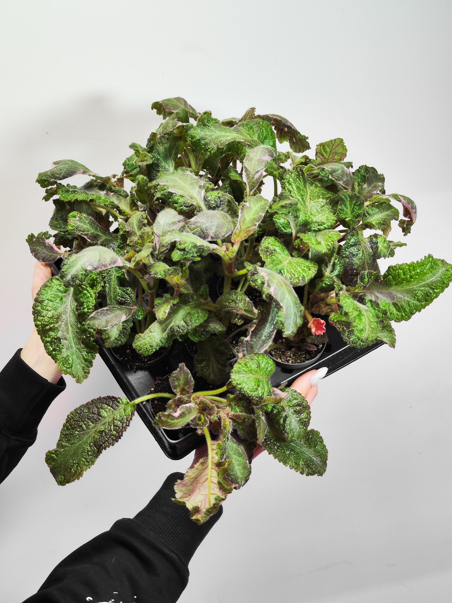 Эписция Кантри Брилианс (Episcia Country Brilliance) D6см
