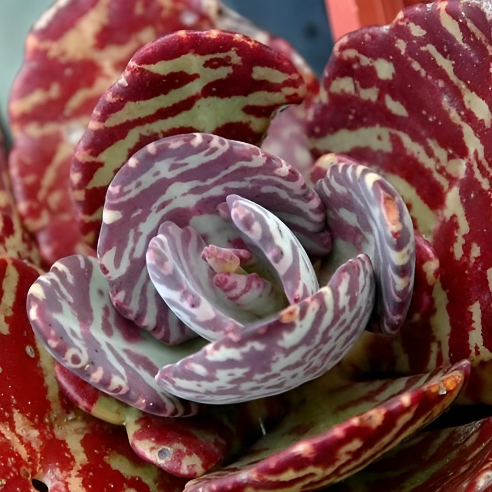 Каланхоэ Хумилис, или Зебра (Kalanchoe Humilis) D5см