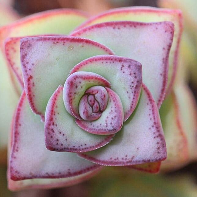 Крассула Перфората Вариегатная (Crassula Perforata Variegata) D5см