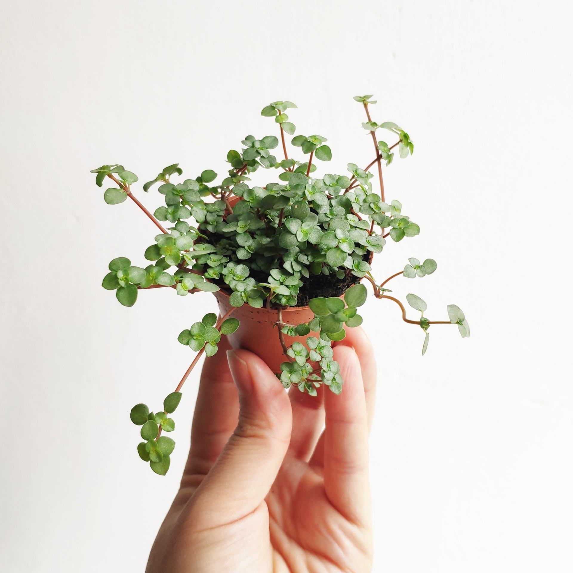 Пилея Глаукофилла Грейзи (Pilea Glaucophylla Greyzy) D6см