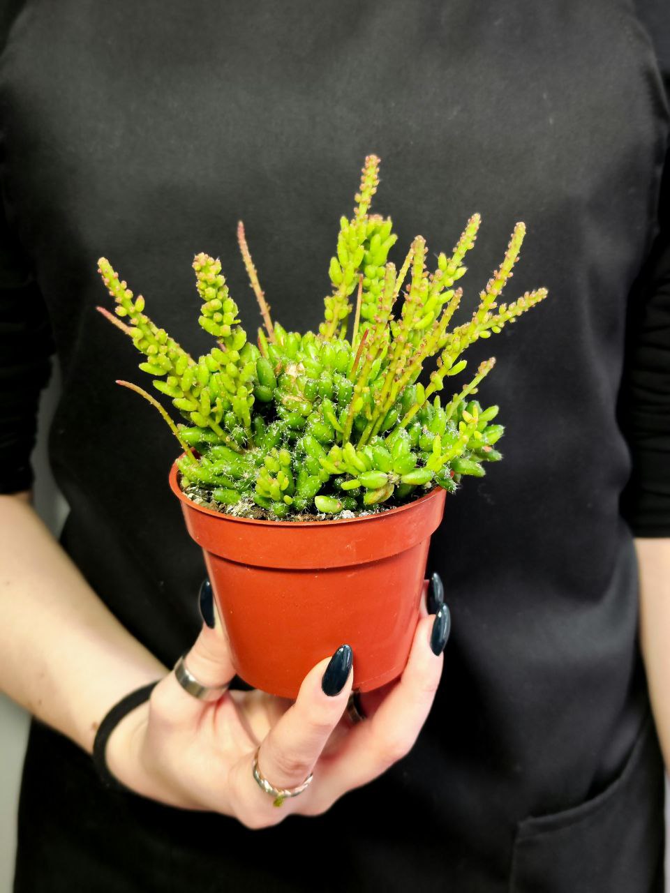 Рипсалис Мезембриантемовый (Rhipsalis Mesembryanthemoides) D8,5см