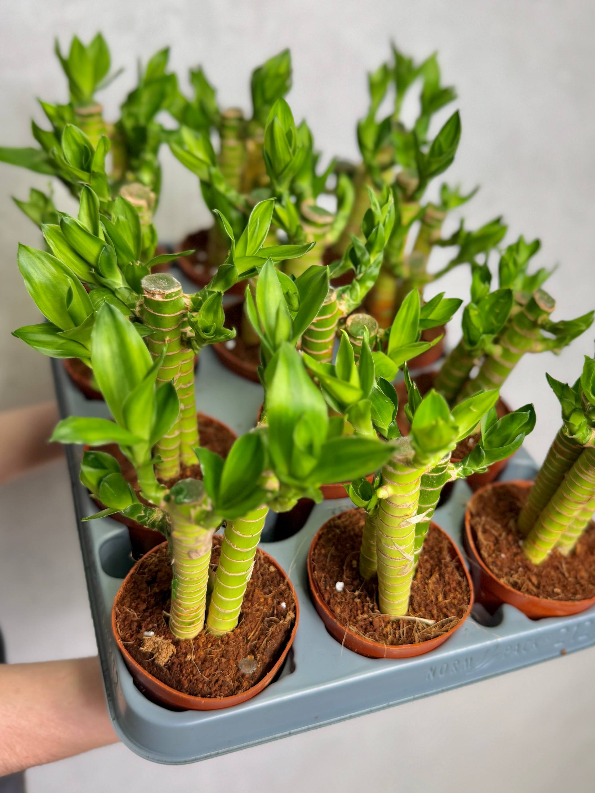 Бамбук Лаки, Драцена Сандериана (Dracaena Sanderiana Lucky Bamboo) D9см