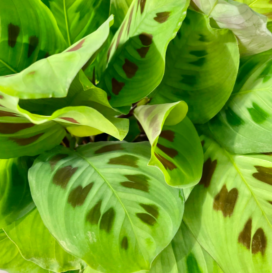 Маранта Керховена (Maranta Kerchoveana) D6см
