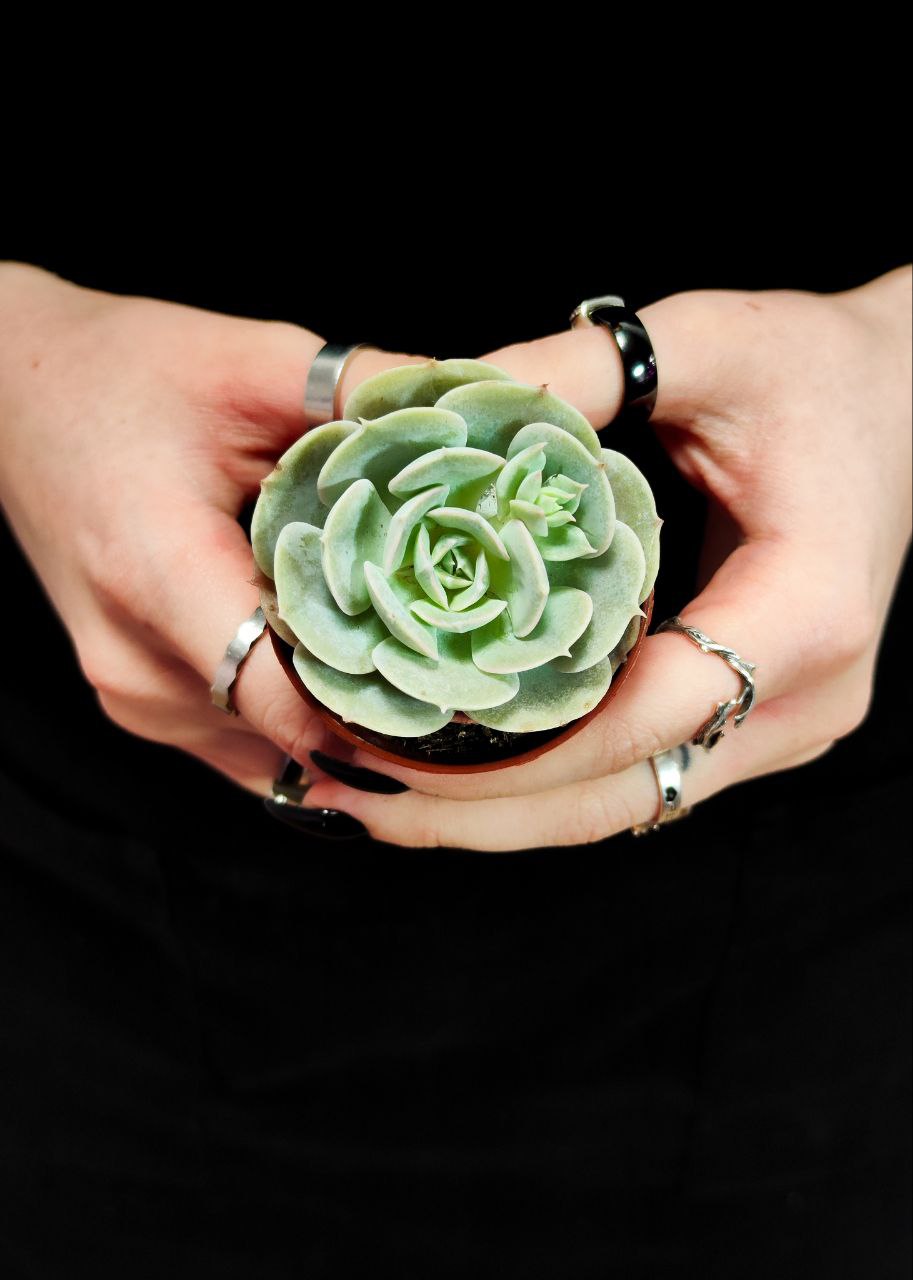 Эхеверия Грей Принц (Echeveria Grey Prince) D5см