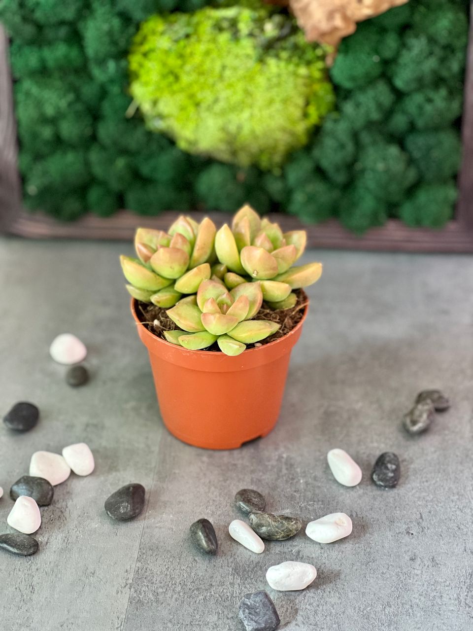 Седум Нуссбаумера (Sedum Nussbaumerianum) D8см