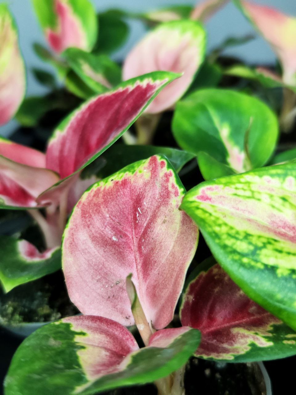 Аглаонема Красный Дракон (Aglaonema Red Dragon) D6см