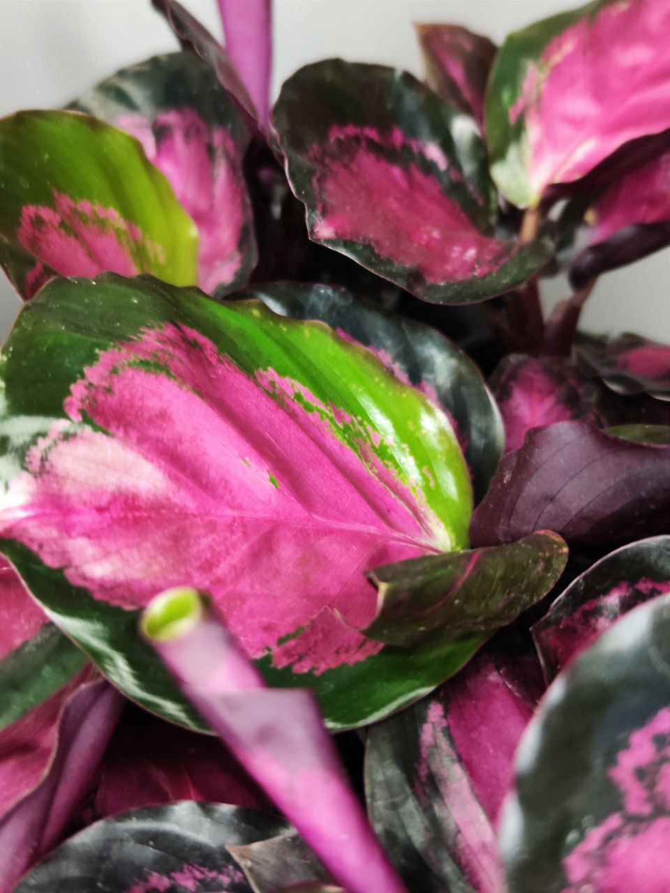 Калатея Розеопикта Кримсон (Calathea Roseopicta Crimson) D6см