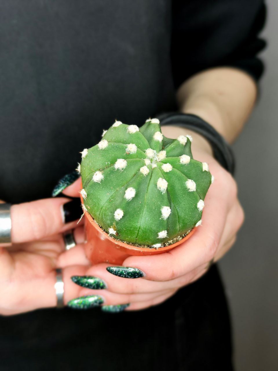 Кактус Эхинопсис Денудатум, одиночный (Echinopsis Denudatum) D5см