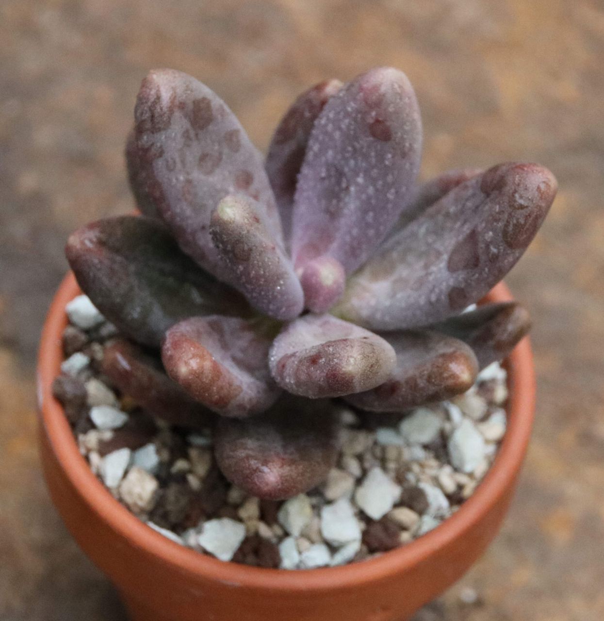 Пахифитум Даймонд (Pachyphytum Diamond) D8см