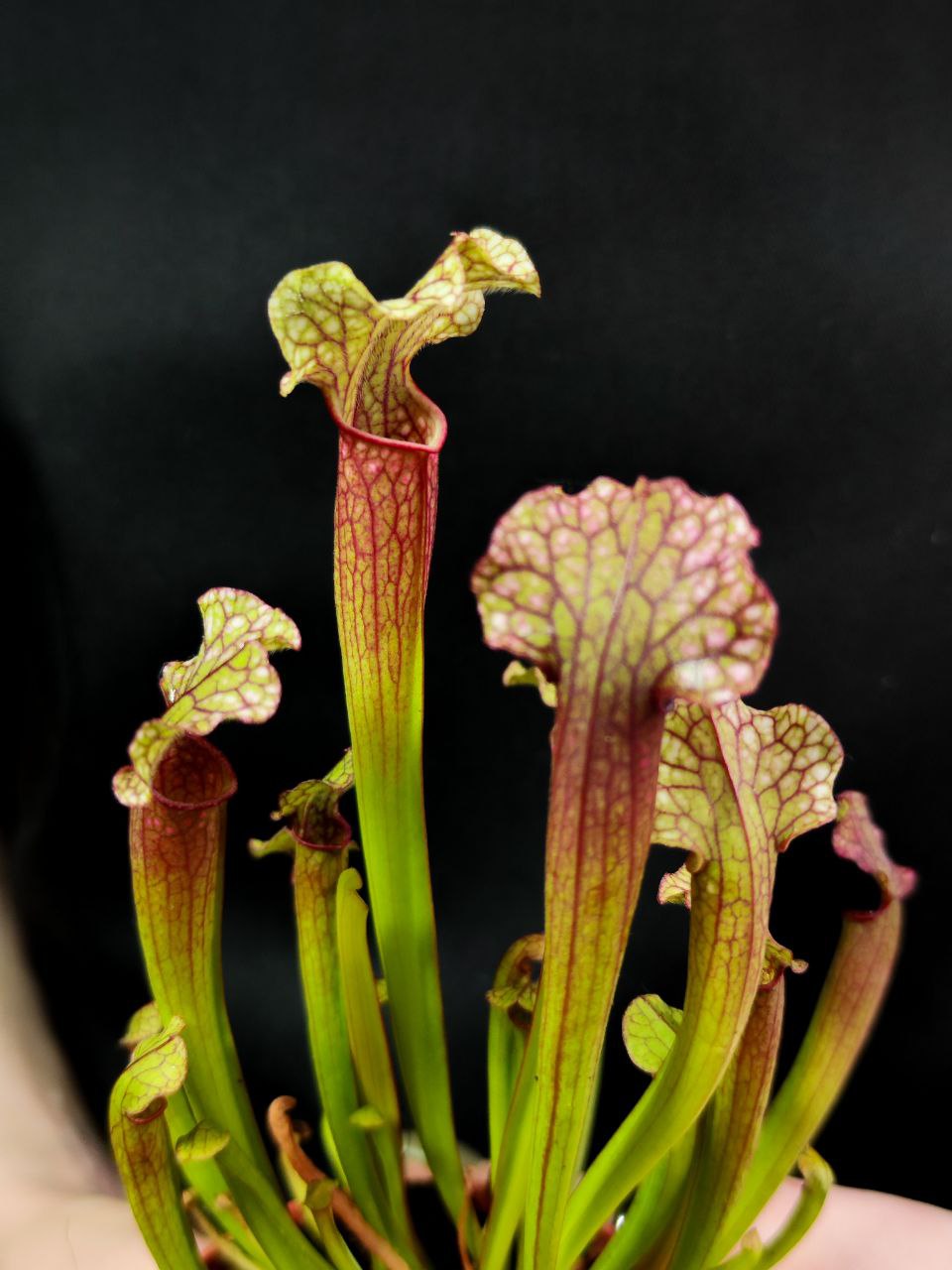 Саррацения Джудит Хиндл (Sarracenia «Judith Hindle») D9см