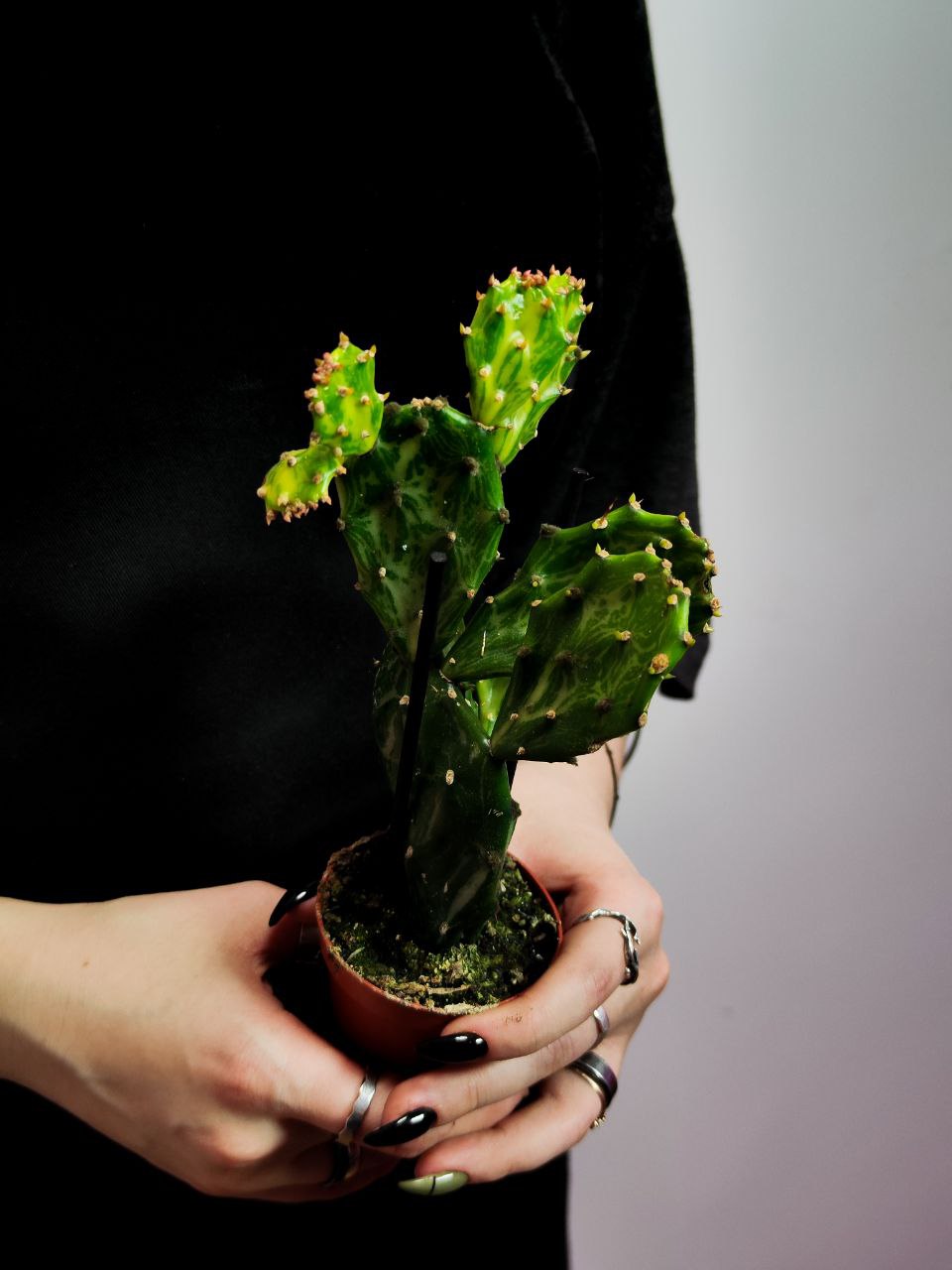 Опунция Ямайская Вариегатная (Opuntia Jamaicensis Variegata Ghost) D6см