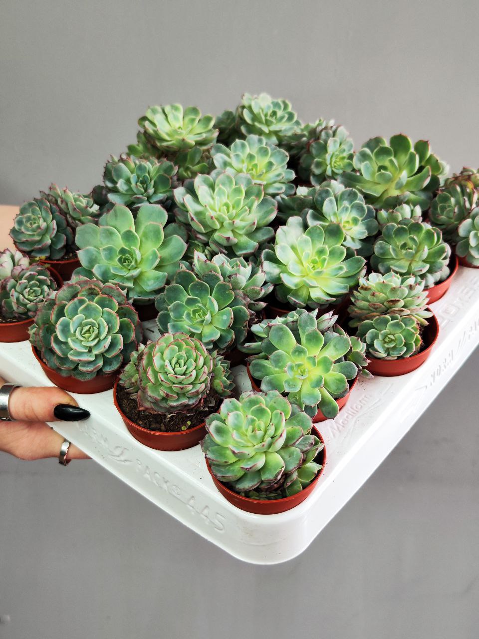 Эхеверия Минима (Echeveria Minima) D5см